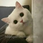 Avatar of Bilal Raza